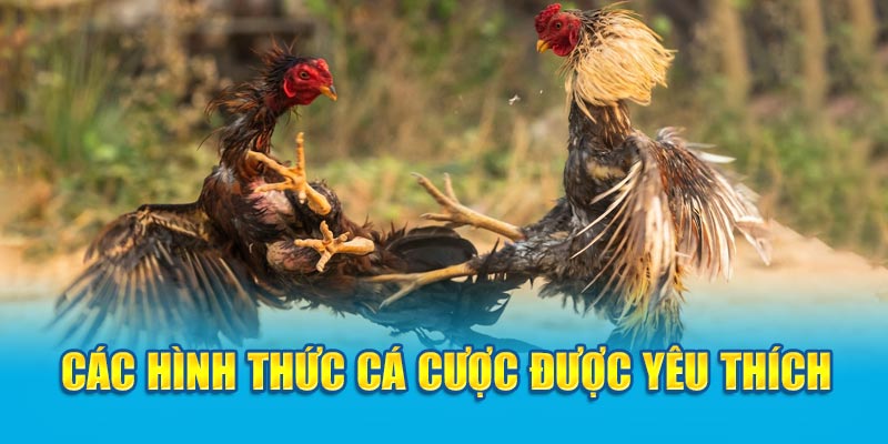 Các hình thức cá cược được yêu thích