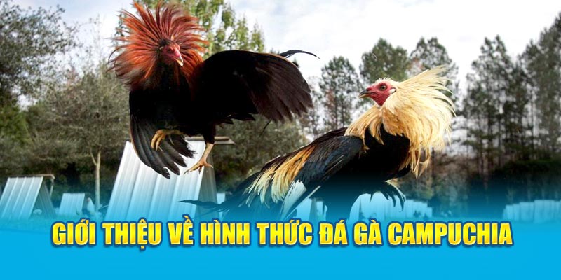 Giới thiệu về hình thức đá gà Campuchia