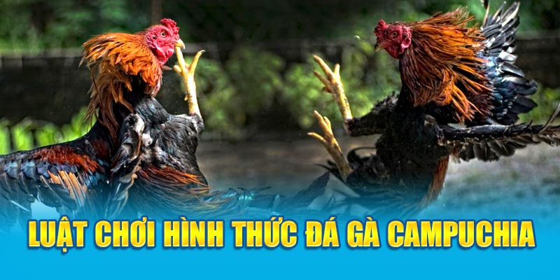 Luật chơi hình thức đá gà Campuchia