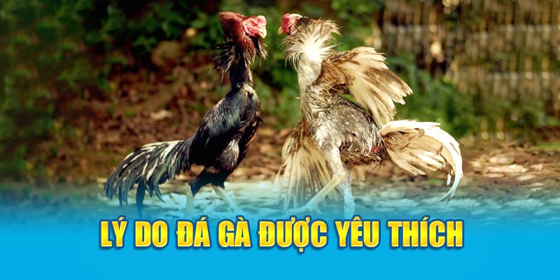 Lý do đá gà được yêu thích